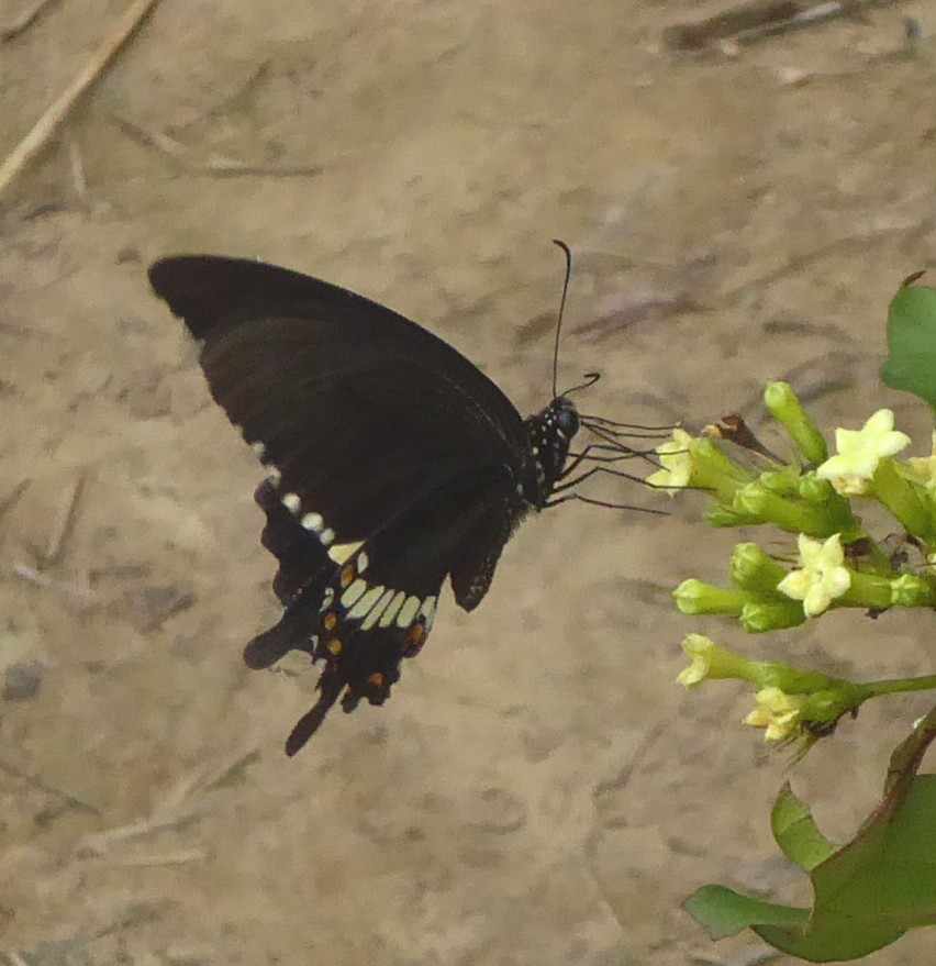 Papilio polytes polytes Papilio polytes polytes
